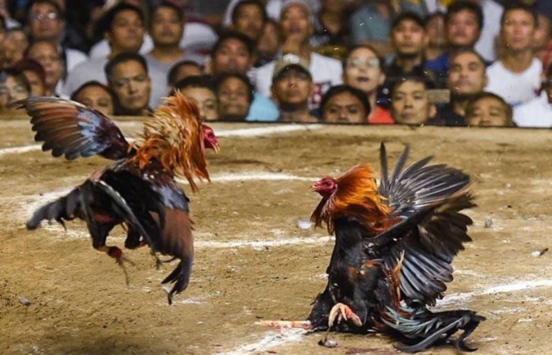 11BET(dagaoz.com) hiện là nền tảng phát trực tiếp Thomo đấu gà tốt nhất.