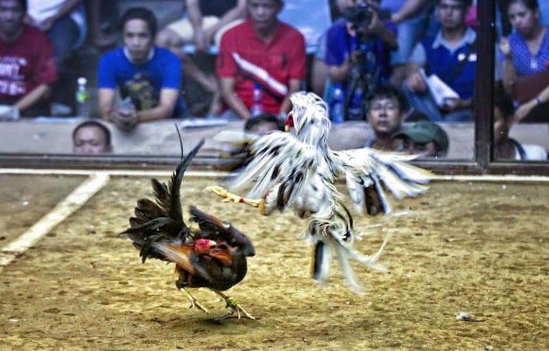 Cách tham gia đá gà trực tiếp tại 11BET(dagaoz.com) cực kỳ đơn giản